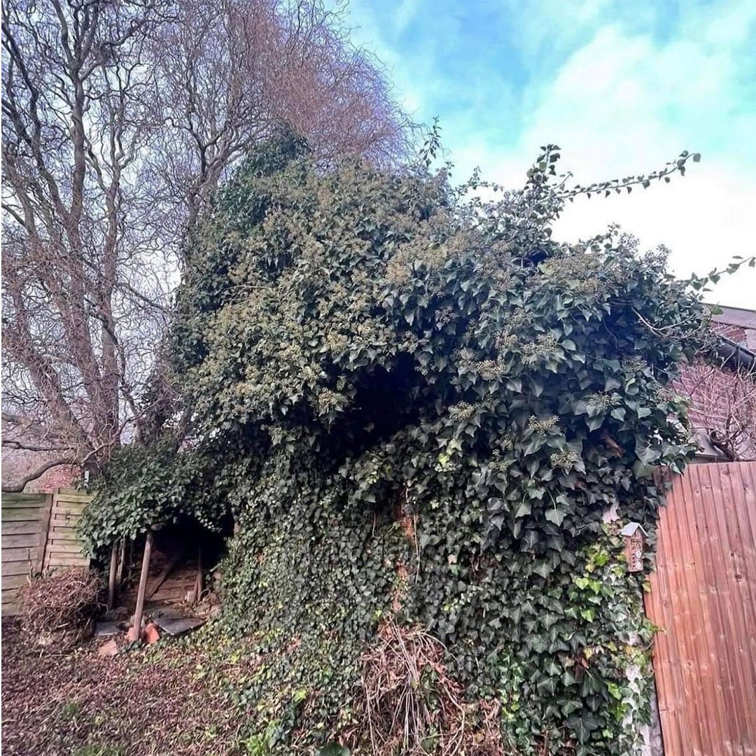 Tuinen De Herdt onderhoud_0002