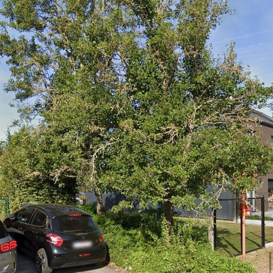 Tuinen De Herdt tuinaanleg_0010