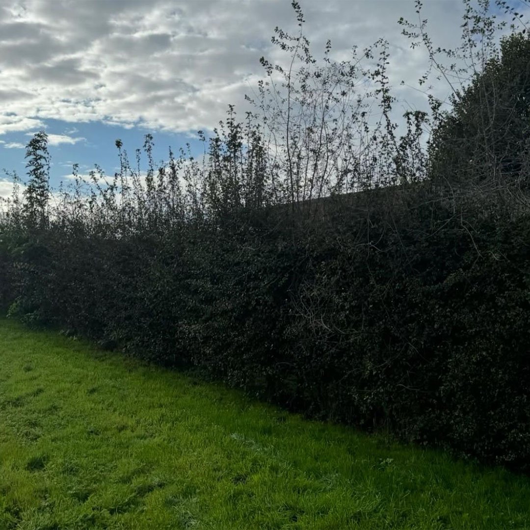 Tuinen De Herdt tuinonderhoud_0002