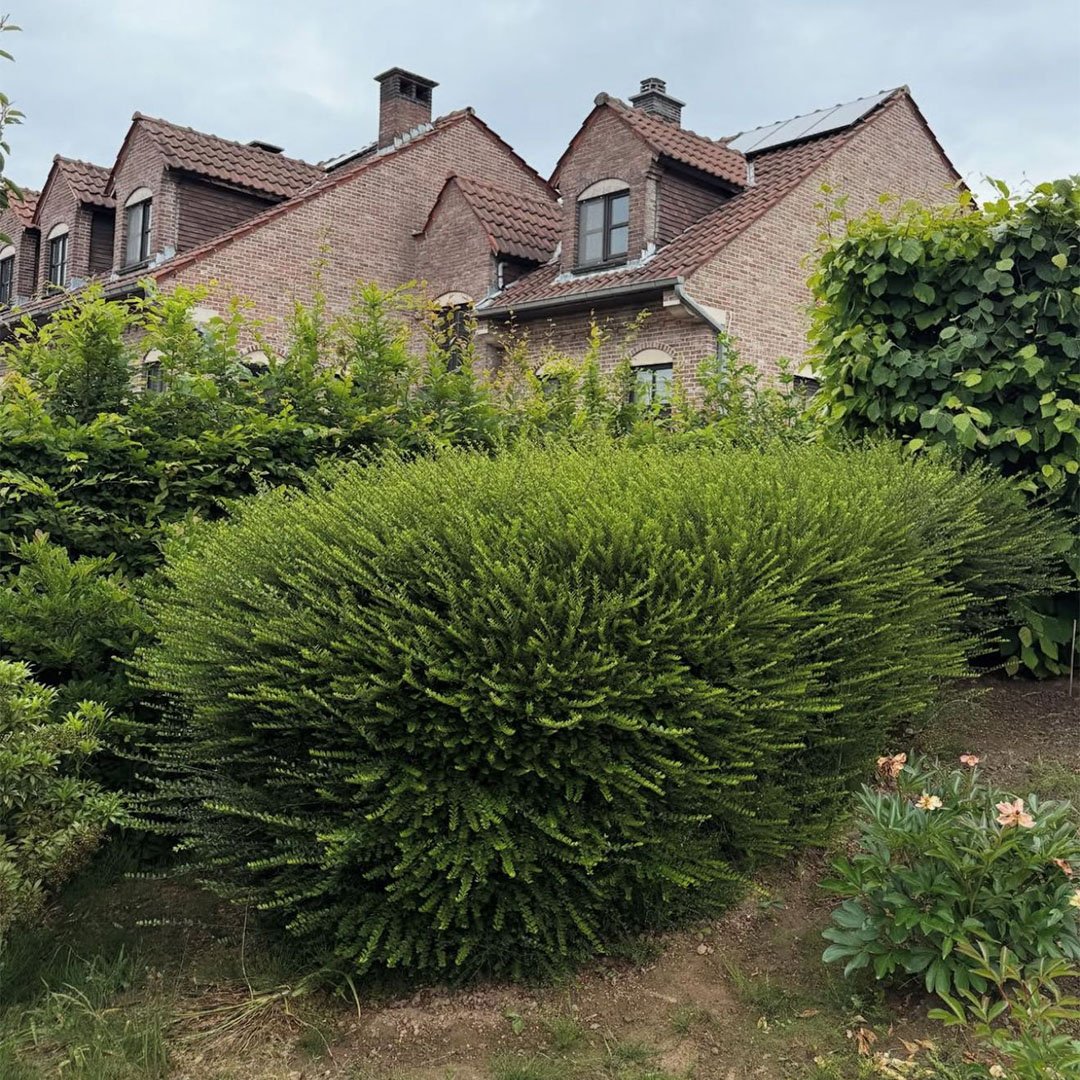 Tuinen De Herdt tuinonderhoud_0013